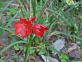 Crimson River Lily